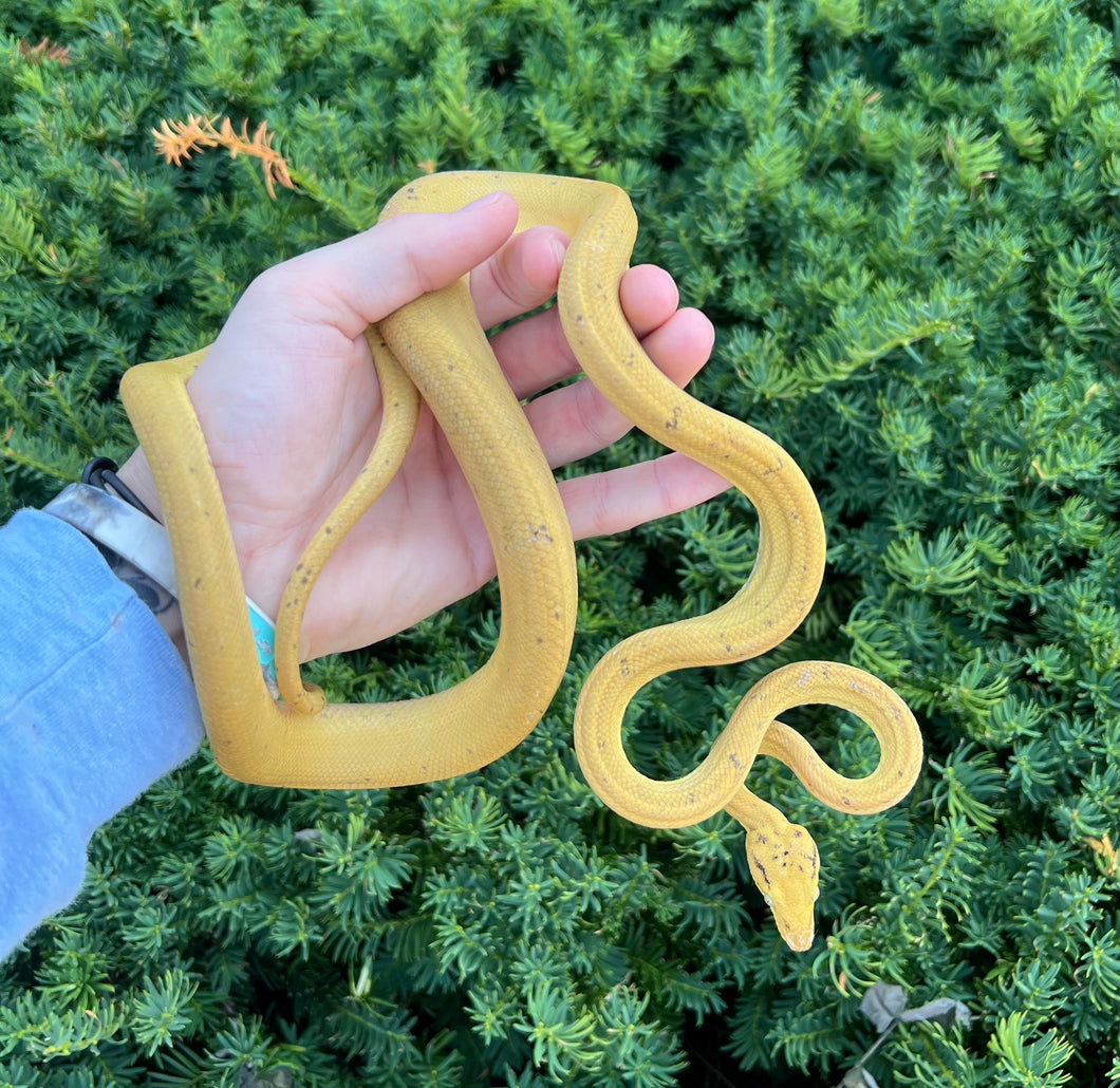 ‘Patternless’ Amazon Tree Boa (Male)
