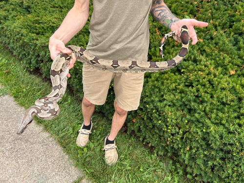 Sub-Adult Guyana Boa (Male)