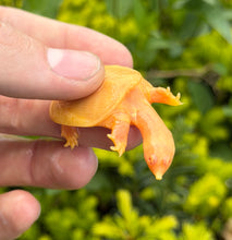 Load image into Gallery viewer, Baby Albino Chinese Softshell Turtle
