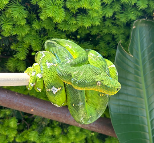 Adult Emerald Tree Boa (Female 3)