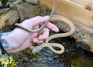 Sub-Adult Black Headed Cat Snake (Male 2)