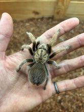 Load image into Gallery viewer, Arizona Blonde Tarantula