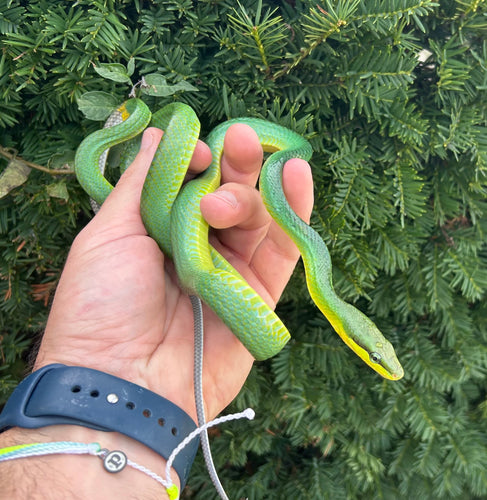 Juvenile Red Tailed Green Ratsnake