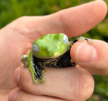 Load image into Gallery viewer, Norhayati’s Glyding Frog