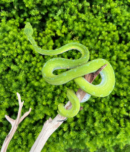 Adult Biak Green Tree Python (Female 2)
