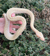 Load image into Gallery viewer, Baby Hypo Granite Burmese Python het Pearl Albino