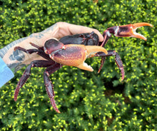 Load image into Gallery viewer, Zombie Land Crab (Male)