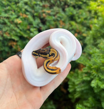 Load image into Gallery viewer, Baby ‘High-White’ Pied Ball Python (Male)