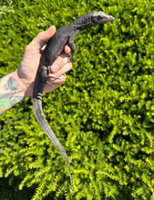 Load image into Gallery viewer, Juvenile Black Dragon Water Monitor