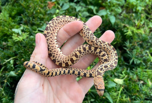 Baby Kingsville Red Bullsnake