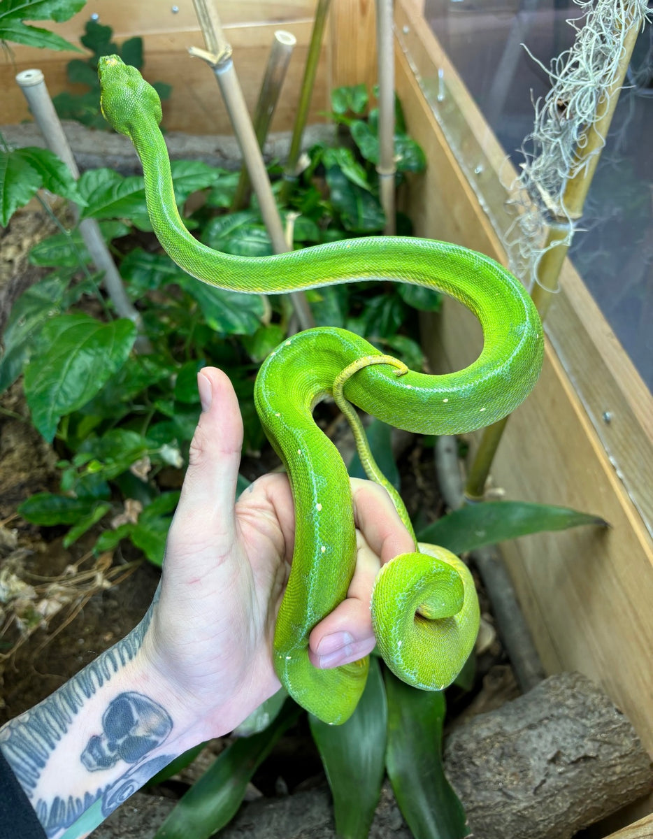 Adult Jayapura Green Tree Python (Male) – Scales and Tails of Ohio