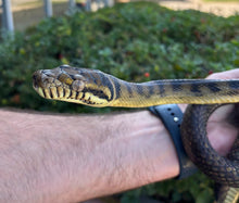 Load image into Gallery viewer, Sub-Adult Barbeck Scrub Python (Male)
