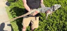 Load image into Gallery viewer, Adult Rhino Iguana (Male)