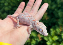 Load image into Gallery viewer, Sub-Adult Orange Blotched Gargoyle Gecko (Female 2)