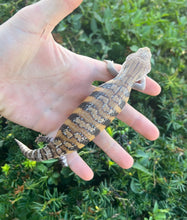 Load image into Gallery viewer, Baby Northern Blue Tongue Skink