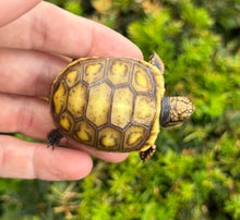 Load image into Gallery viewer, ‘Exceptional’ Baby Red-Foot Tortoise (1)