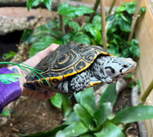 Load image into Gallery viewer, Adult Diamonback Terrapin (Female)