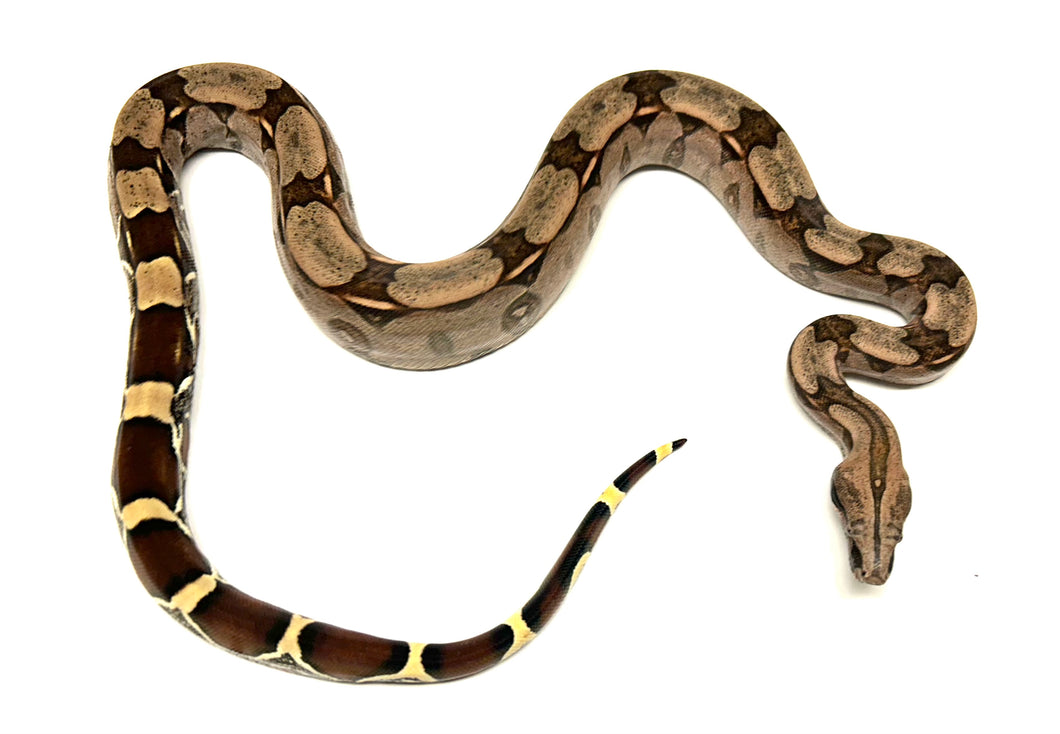 Juvenile Guyana Boa (Male 2)