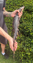 Load image into Gallery viewer, Juvenile Cuvier's Dwarf Caiman