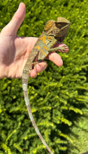 Load image into Gallery viewer, 1.1 Adult Blue-Eyed Crested Dragon