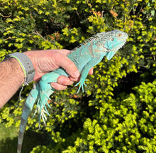 Load image into Gallery viewer, Juvenile Blue Iguana