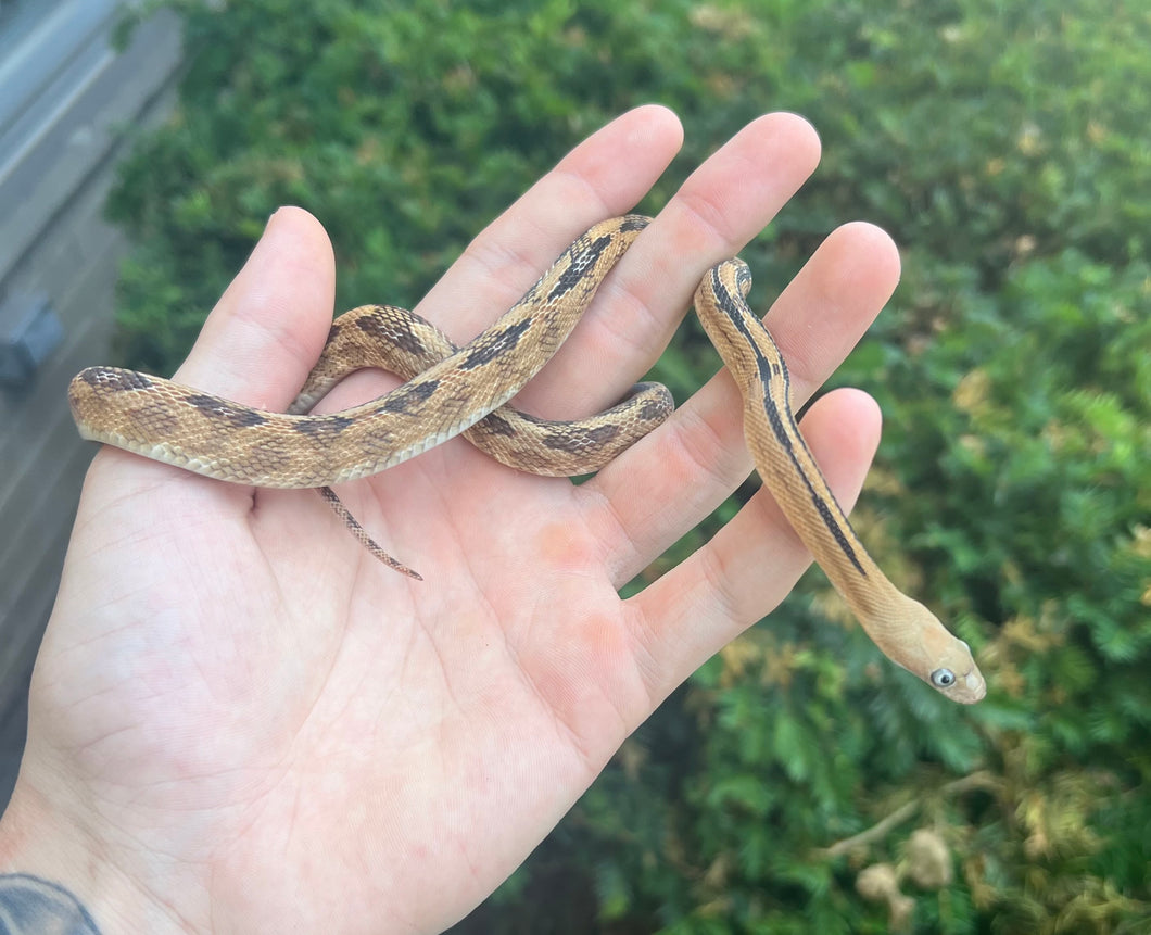 Juvenile Trans Pecos Ratsnake het Albino (Male 2)