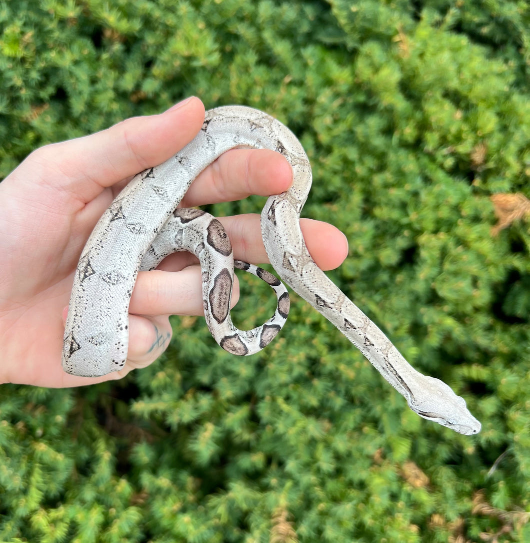 Baby Anery het Kahl Albino Boa Constrictor (Female)