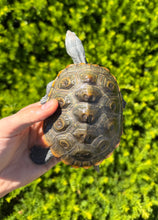 Load image into Gallery viewer, Adult Diamonback Terrapin (Male)