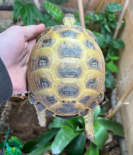 Load image into Gallery viewer, Adult Russian Tortoise (Female)