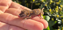 Load image into Gallery viewer, Baby Reticulated Gargoyle Gecko