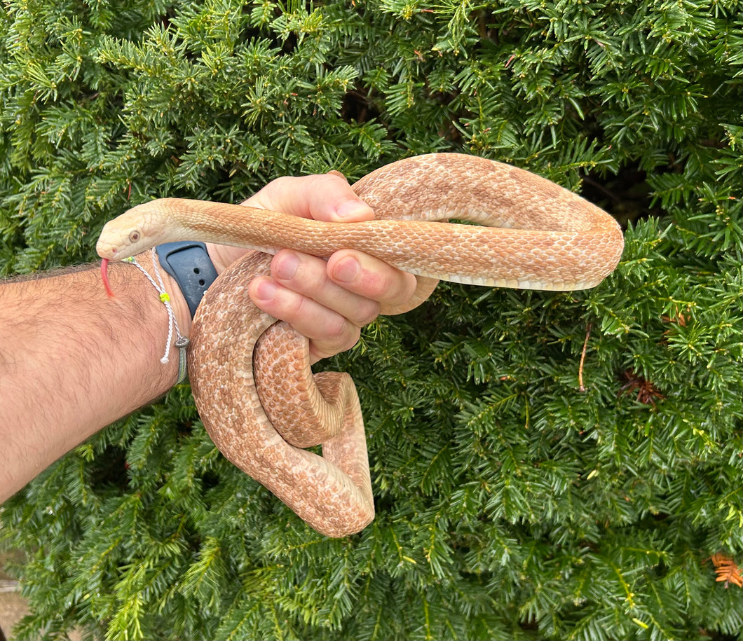 Adult Hypo Black Ratsnake (Male)