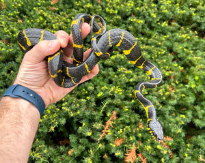 Adult Indonesian Mangrove Snake (Male)