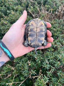 Sub-Adult European Pond Turtle (Male)