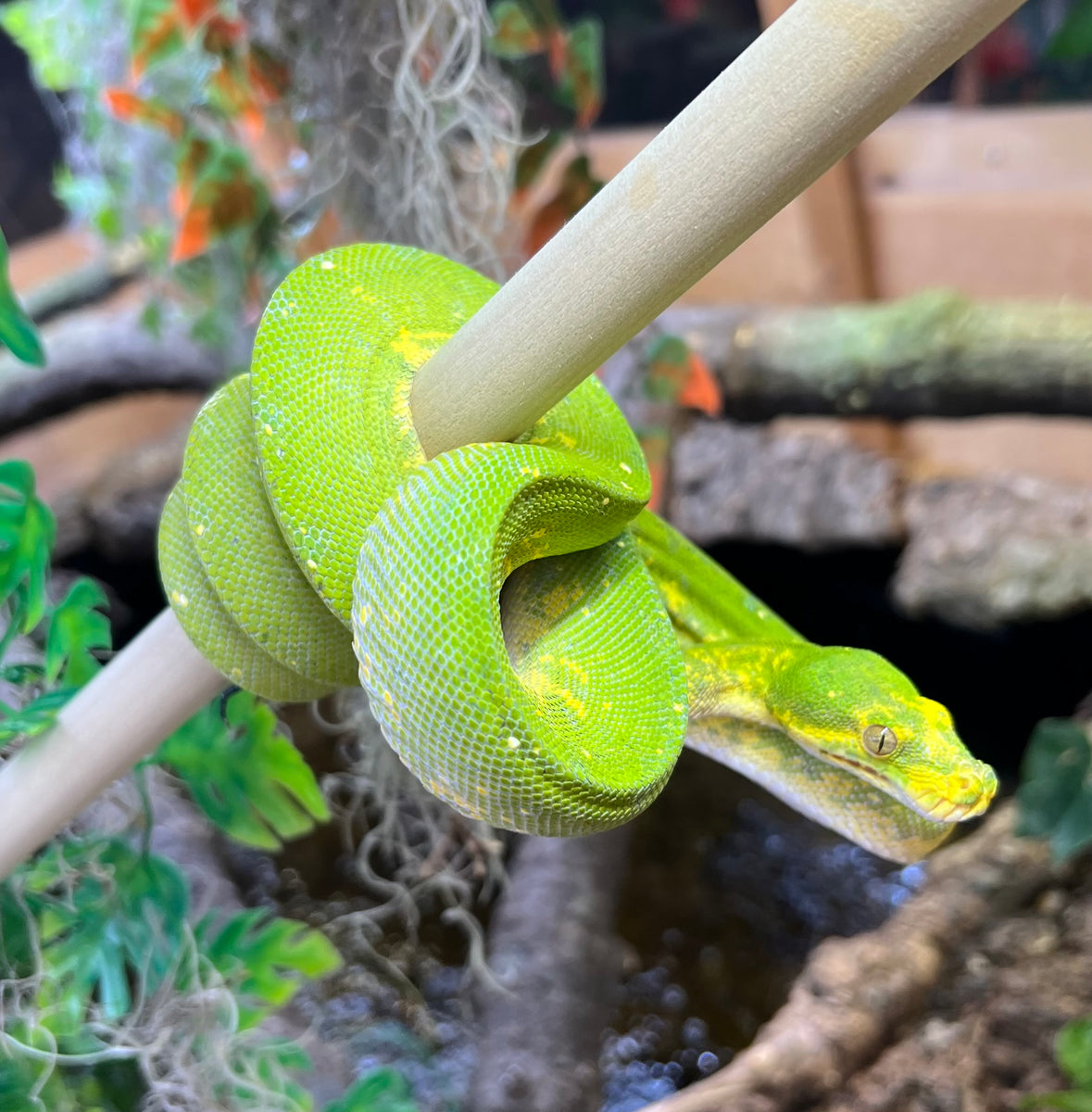 Sub-Adult Biak Green Tree Python (Male) – Scales and Tails of Ohio