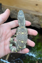 Load image into Gallery viewer, Baby Black Throat Monitor (4)
