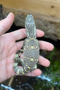 Baby Black Throat Monitor (4)