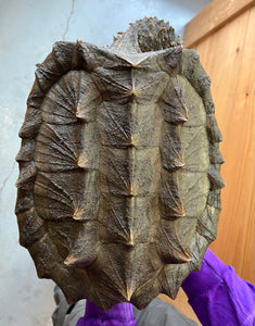 10” Alligator Snapping Turtle