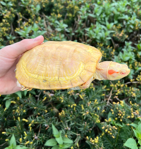 7” Hypo Albino Red-Eared Slider