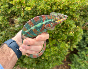 Adult Ambilobe Panther Chameleon (Male 1)