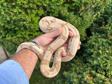 Load image into Gallery viewer, Sub-Adult Super Ghost Red-Tailed Boa Constrictor (Male)