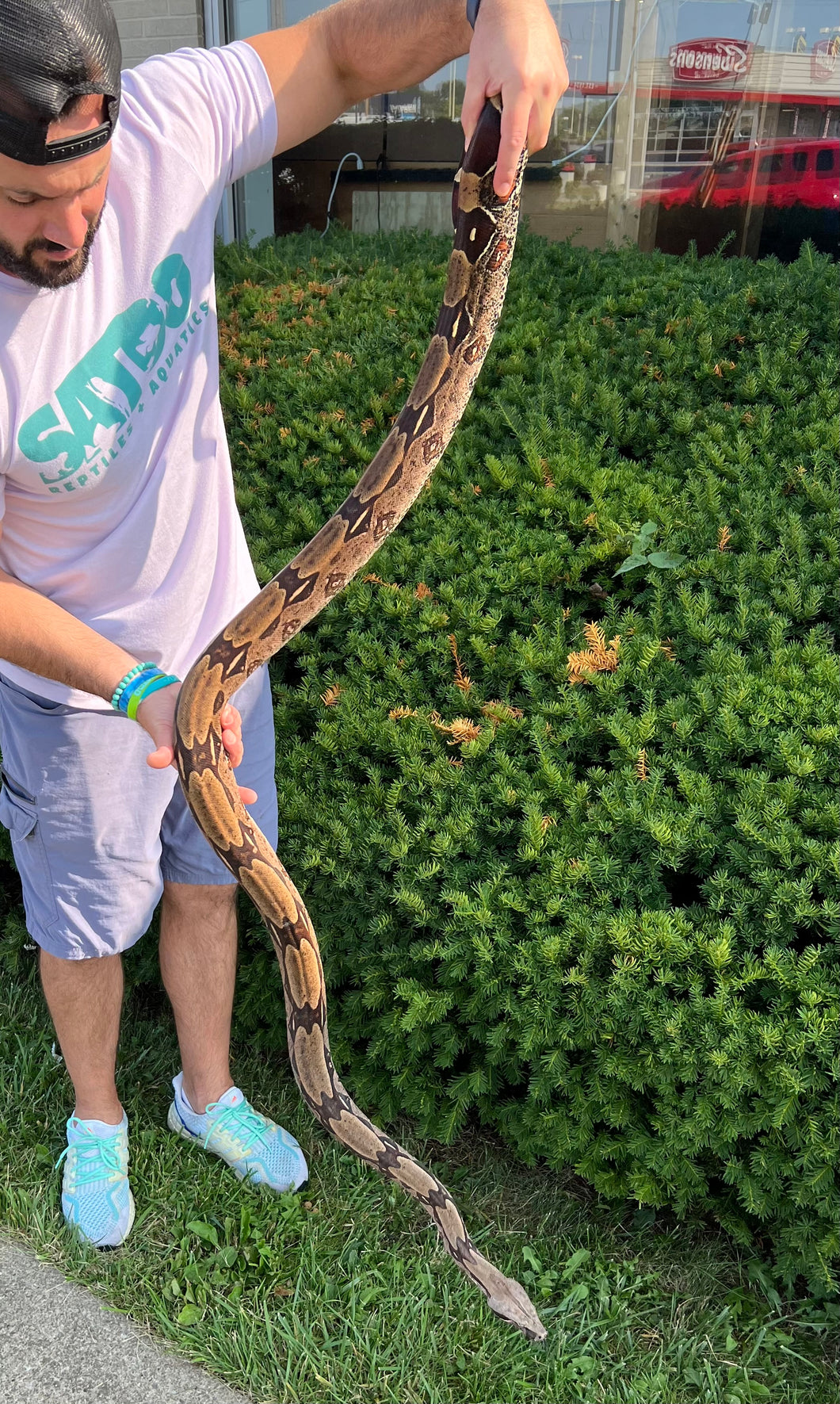 Adult Guyana Boa (Female 1)