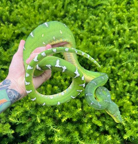 Adult Emerald Tree Boa (Male 3)