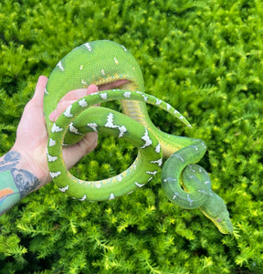 Adult Emerald Tree Boa (Male 3)