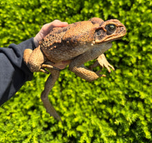 Load image into Gallery viewer, XL Cane Toad (3)