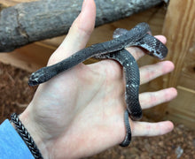 Load image into Gallery viewer, Adult ‘Black Phase’ Gray-Banded Kingsnake (Male)