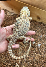 Load image into Gallery viewer, Juvenile Leatherback Bearded Dragon (1)
