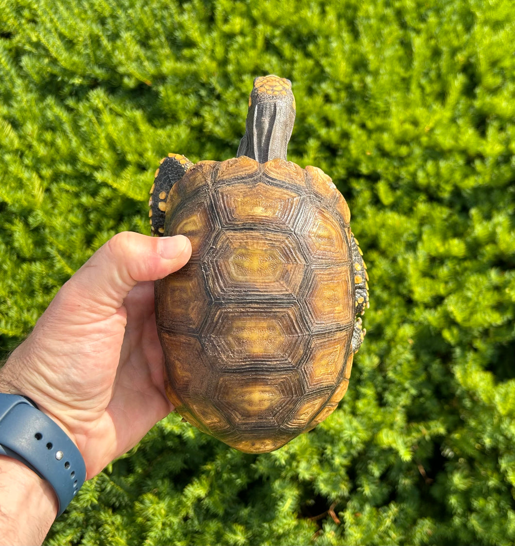 Small ‘High-Yellow’ Yellow-Foot Tortoise (3)