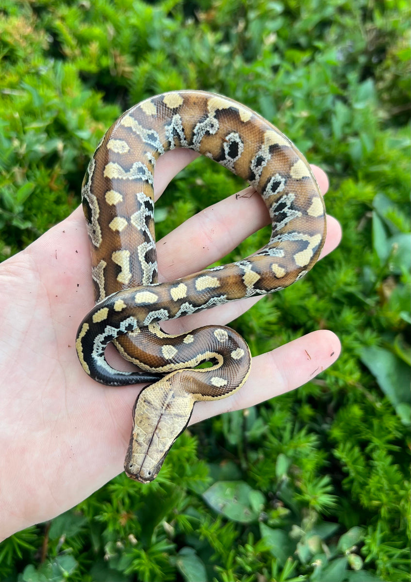 Baby Red Blood Python (Male 2) – Scales and Tails of Ohio