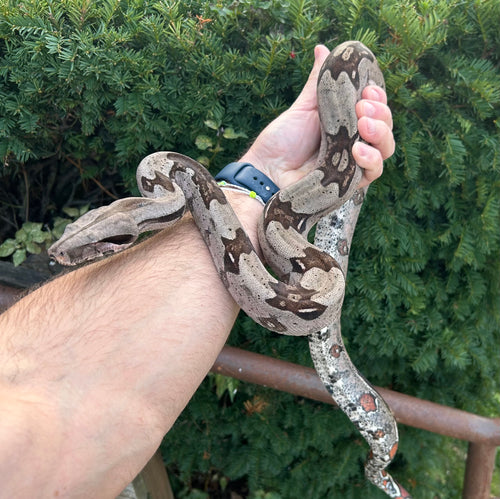 Sub-Adult Guyana Boa (Male)