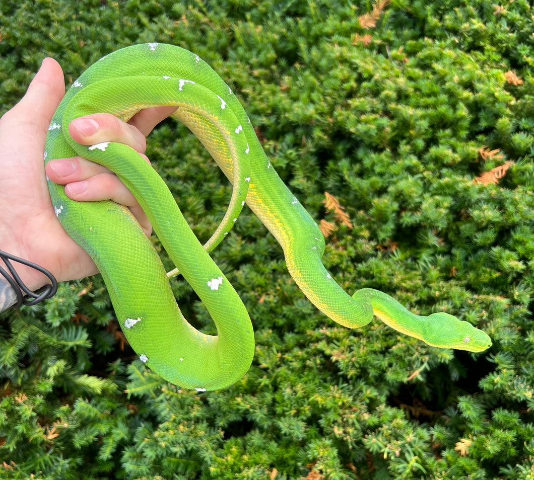 Adult ‘Aberrant’ Emerald Tree Boa (Male)